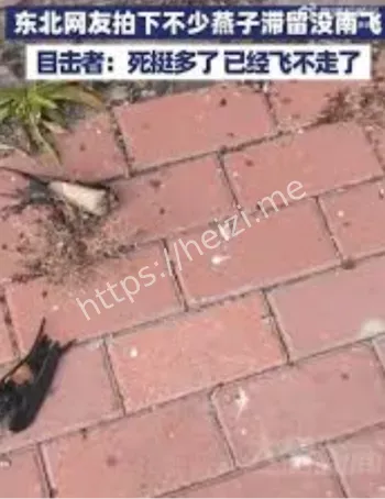 东北燕子滞留未南飞